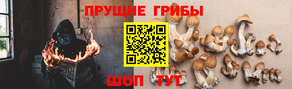 Псилоцибиновые грибы Cubensis Новый Уренгой